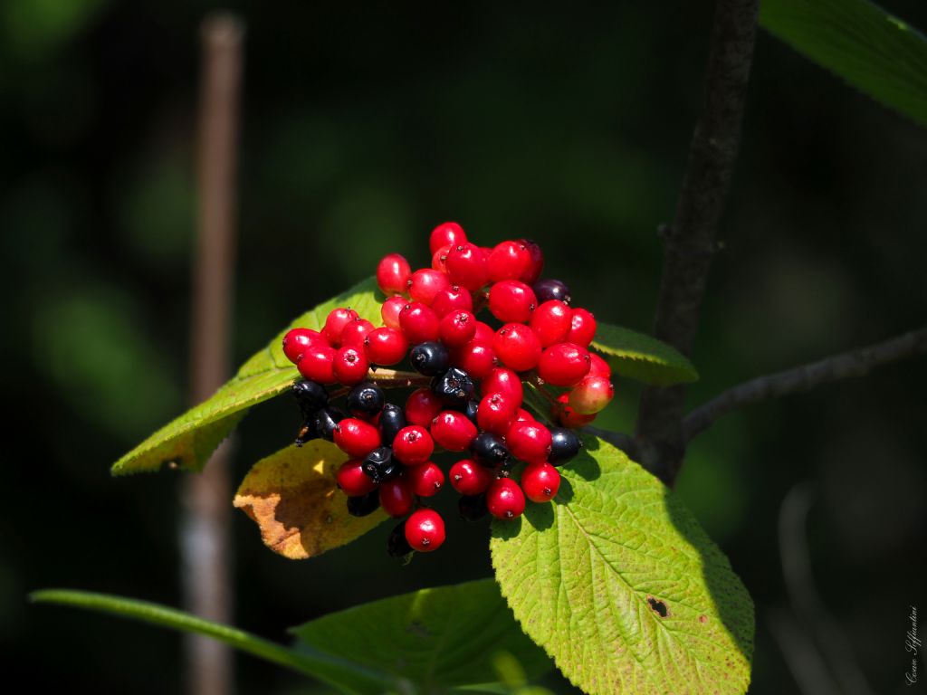 Bacche a grappolo - Viburnum lantana